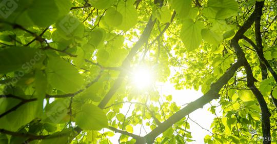 Sun shining in the woods  : Stock Photo or Stock Video Download rcfotostock photos, images and assets rcfotostock | RC Photo Stock.: