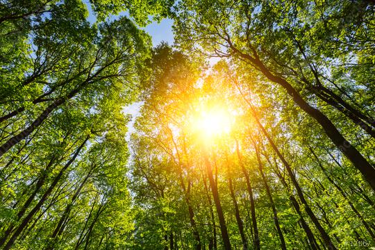 Sun shining in to the deep forest  : Stock Photo or Stock Video Download rcfotostock photos, images and assets rcfotostock | RC Photo Stock.: