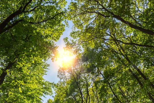 Sun shining through in to a beautifully spring forest  : Stock Photo or Stock Video Download rcfotostock photos, images and assets rcfotostock | RC Photo Stock.: