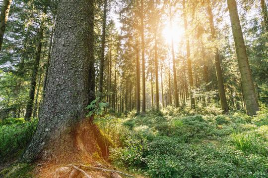 Sunbeams Shining through Natural Forest  : Stock Photo or Stock Video Download rcfotostock photos, images and assets rcfotostock | RC Photo Stock.: