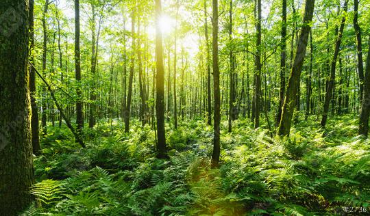 Sunbeams Shining through Natural Forest of Beech Trees  : Stock Photo or Stock Video Download rcfotostock photos, images and assets rcfotostock | RC Photo Stock.: