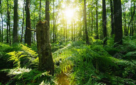 Sunbeams Shining through Natural Forest of Beech Trees, ferns covering the Ground  : Stock Photo or Stock Video Download rcfotostock photos, images and assets rcfotostock | RC Photo Stock.: