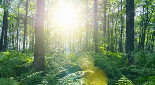 Sunbeams Shining through Natural Forest of Beech Trees with Ferns  : Stock Photo or Stock Video Download rcfotostock photos, images and assets rcfotostock | RC Photo Stock.: