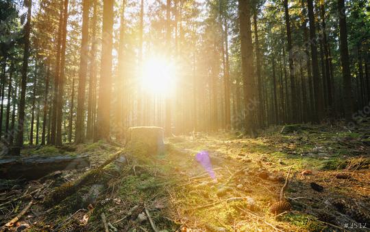 Sunbeams Shining through the Forest  : Stock Photo or Stock Video Download rcfotostock photos, images and assets rcfotostock | RC Photo Stock.: