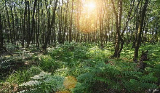 Sunbeams Shining through the magic forest covered with ferns  : Stock Photo or Stock Video Download rcfotostock photos, images and assets rcfotostock | RC Photo Stock.: