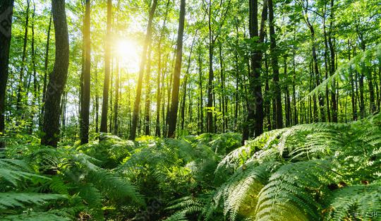 Sunbeams Shining through the magic forest with ferns covering the Ground  : Stock Photo or Stock Video Download rcfotostock photos, images and assets rcfotostock | RC Photo Stock.: