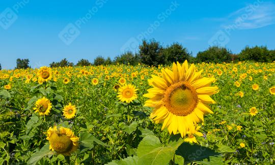 Sunflower field  : Stock Photo or Stock Video Download rcfotostock photos, images and assets rcfotostock | RC Photo Stock.: