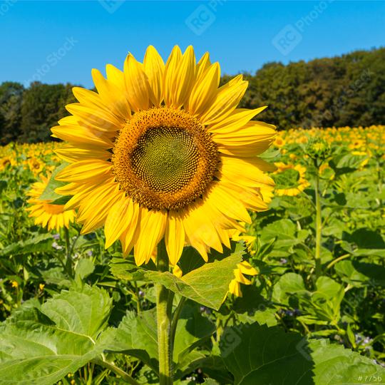 Sunflower field at summer  : Stock Photo or Stock Video Download rcfotostock photos, images and assets rcfotostock | RC Photo Stock.: