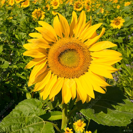 sunflower field at summer, germany  : Stock Photo or Stock Video Download rcfotostock photos, images and assets rcfotostock | RC Photo Stock.: