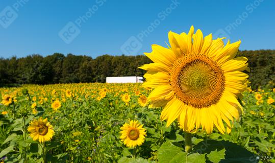 sunflower field over cloudy blue sky with truck  : Stock Photo or Stock Video Download rcfotostock photos, images and assets rcfotostock | RC Photo Stock.: