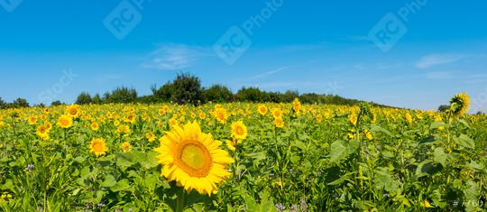 Sunflower field panorama  : Stock Photo or Stock Video Download rcfotostock photos, images and assets rcfotostock | RC Photo Stock.: