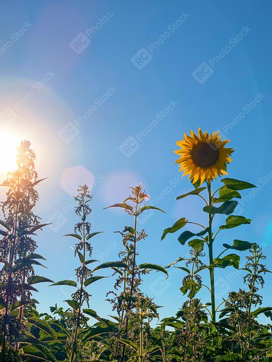sunflower on blue sky  : Stock Photo or Stock Video Download rcfotostock photos, images and assets rcfotostock | RC Photo Stock.: