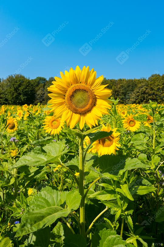 Sunflower with blue sky  : Stock Photo or Stock Video Download rcfotostock photos, images and assets rcfotostock | RC Photo Stock.: