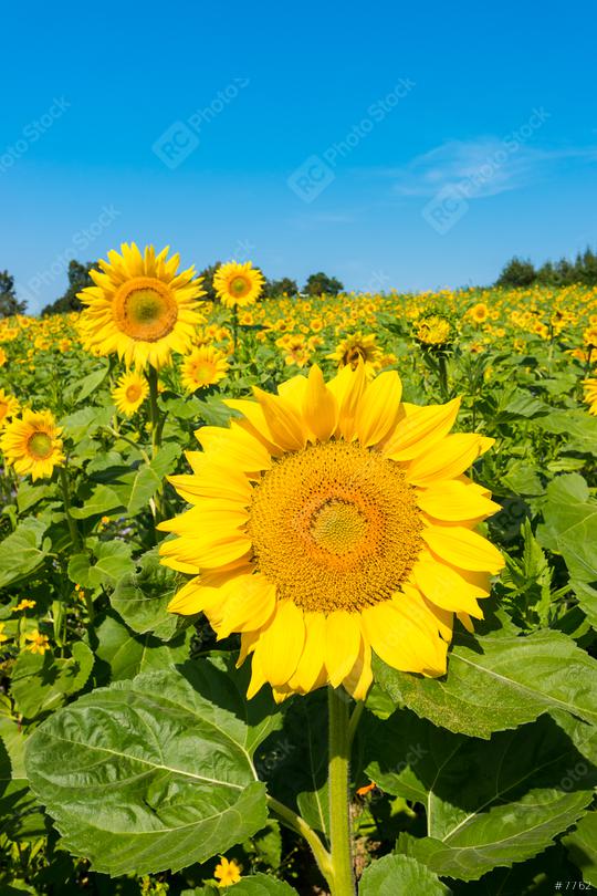 Sunflower with sunflower field and blue sky  : Stock Photo or Stock Video Download rcfotostock photos, images and assets rcfotostock | RC Photo Stock.: