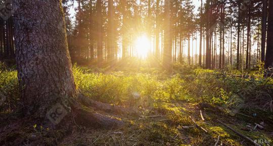 Sunlight in the green forest  : Stock Photo or Stock Video Download rcfotostock photos, images and assets rcfotostock | RC Photo Stock.: