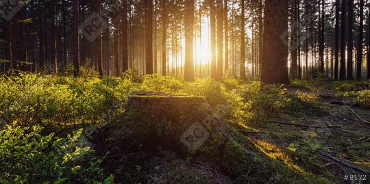 Sunlight in the green forest, spring time  : Stock Photo or Stock Video Download rcfotostock photos, images and assets rcfotostock | RC Photo Stock.: