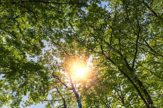 sunlight shining through treetops in srping  : Stock Photo or Stock Video Download rcfotostock photos, images and assets rcfotostock | RC Photo Stock.: