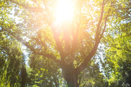 Sunrays shining between a treetop at spring   : Stock Photo or Stock Video Download rcfotostock photos, images and assets rcfotostock | RC Photo Stock.: