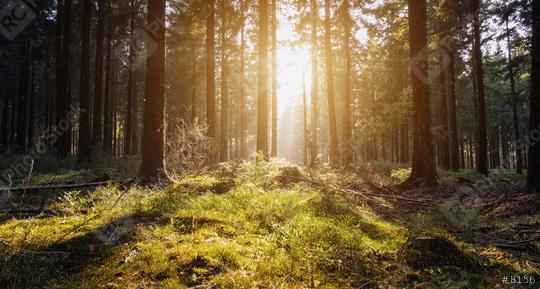 Sunrise Deep in the woods  : Stock Photo or Stock Video Download rcfotostock photos, images and assets rcfotostock | RC Photo Stock.:
