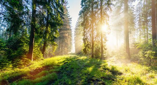 Sunrise in a beautiful Misty forest in Germany   : Stock Photo or Stock Video Download rcfotostock photos, images and assets rcfotostock | RC Photo Stock.: