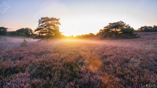 sunrise over flowering pink heather with mist in summer  : Stock Photo or Stock Video Download rcfotostock photos, images and assets rcfotostock | RC Photo Stock.: