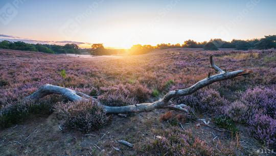 Sunrise over Purple heather hills in bloom wioth big tree trunk in front, Bloomin heather hills Dutch landscape Veluwe Netherlands  : Stock Photo or Stock Video Download rcfotostock photos, images and assets rcfotostock | RC Photo Stock.: