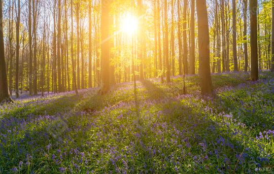 Sunset light rays at the bluebell flower forest   : Stock Photo or Stock Video Download rcfotostock photos, images and assets rcfotostock | RC Photo Stock.: