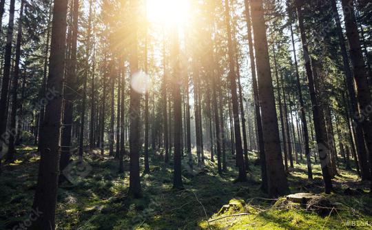 Sunshine forest trees - Peaceful outdoor scene  : Stock Photo or Stock Video Download rcfotostock photos, images and assets rcfotostock | RC Photo Stock.: