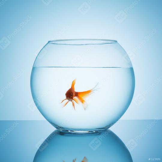 sweet goldfish in a fishbowl  : Stock Photo or Stock Video Download rcfotostock photos, images and assets rcfotostock | RC Photo Stock.: