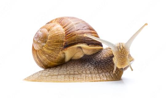 sweet snail   : Stock Photo or Stock Video Download rcfotostock photos, images and assets rcfotostock | RC Photo Stock.: