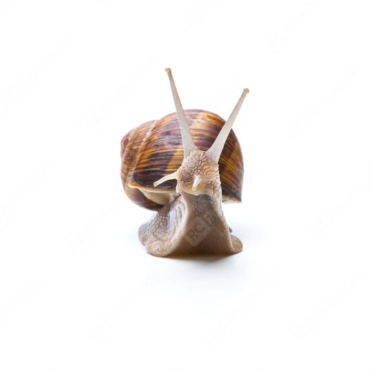 sweet snail looks interested  : Stock Photo or Stock Video Download rcfotostock photos, images and assets rcfotostock | RC Photo Stock.: