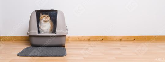 Tabby cat sitting in a litter box and look to the camera, banner size, copyspace for your individual text.  : Stock Photo or Stock Video Download rcfotostock photos, images and assets rcfotostock | RC-Photo-Stock.: