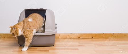 Tabby cat step outside a litter box after poops or pee, banner size, copyspace for your individual text.  : Stock Photo or Stock Video Download rcfotostock photos, images and assets rcfotostock | RC Photo Stock.:
