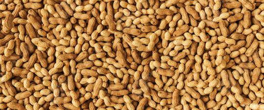 Tasty peanuts as texture, banner size  : Stock Photo or Stock Video Download rcfotostock photos, images and assets rcfotostock | RC Photo Stock.: