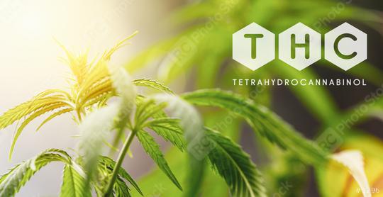 THC cannabis flower and marijuana plant  : Stock Photo or Stock Video Download rcfotostock photos, images and assets rcfotostock | RC Photo Stock.: