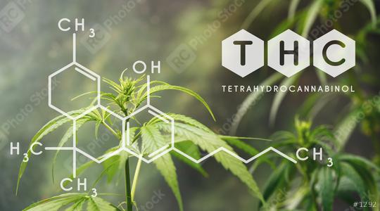 THC Chemical Formula, Beautiful background of green cannabis flowers A place for copy space  : Stock Photo or Stock Video Download rcfotostock photos, images and assets rcfotostock | RC Photo Stock.: