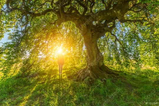 the girl under the old Dwarf Beech   : Stock Photo or Stock Video Download rcfotostock photos, images and assets rcfotostock | RC-Photo-Stock.: