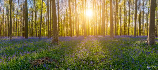 The late evening sun beams through a clump of beech trees in hallerbos illuminating a carpet of bluebells panorama  : Stock Photo or Stock Video Download rcfotostock photos, images and assets rcfotostock | RC Photo Stock.: