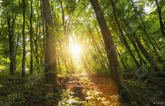 The sun beautifully illuminating the Forest   : Stock Photo or Stock Video Download rcfotostock photos, images and assets rcfotostock | RC Photo Stock.: