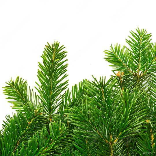 tight fir branches background  : Stock Photo or Stock Video Download rcfotostock photos, images and assets rcfotostock | RC Photo Stock.: