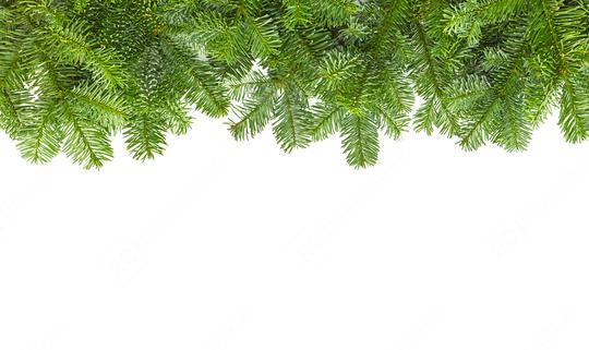 tight fir branches for chistmas  : Stock Photo or Stock Video Download rcfotostock photos, images and assets rcfotostock | RC Photo Stock.: