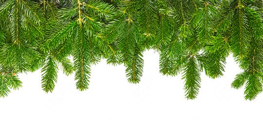 tight fir branches in a line   : Stock Photo or Stock Video Download rcfotostock photos, images and assets rcfotostock | RC Photo Stock.: