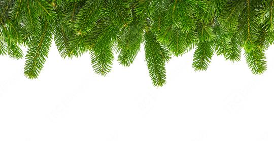 tight fir branches in a line  : Stock Photo or Stock Video Download rcfotostock photos, images and assets rcfotostock | RC Photo Stock.: