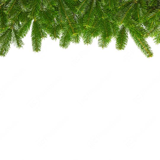 tight fir branches in aline   : Stock Photo or Stock Video Download rcfotostock photos, images and assets rcfotostock | RC Photo Stock.: