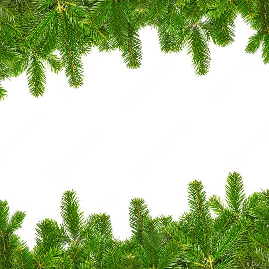tight fir branches lines on white  : Stock Photo or Stock Video Download rcfotostock photos, images and assets rcfotostock | RC Photo Stock.: