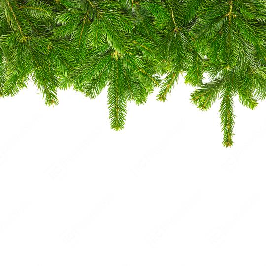 tight fir branches on white  : Stock Photo or Stock Video Download rcfotostock photos, images and assets rcfotostock | RC Photo Stock.: