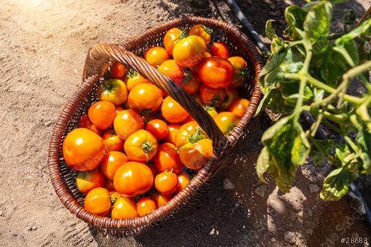 tomatoes in a baskets at the greenhouse. Harvesting tomatoes in a greenhouse. Healthy food production concept image  : Stock Photo or Stock Video Download rcfotostock photos, images and assets rcfotostock | RC Photo Stock.: