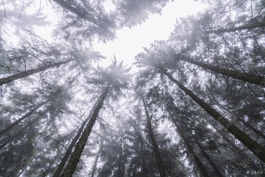 top of trees in a foggy forest   : Stock Photo or Stock Video Download rcfotostock photos, images and assets rcfotostock | RC Photo Stock.: