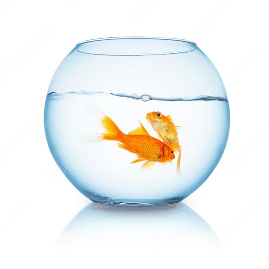 tow goldfishes in a fishbowl  : Stock Photo or Stock Video Download rcfotostock photos, images and assets rcfotostock | RC Photo Stock.: