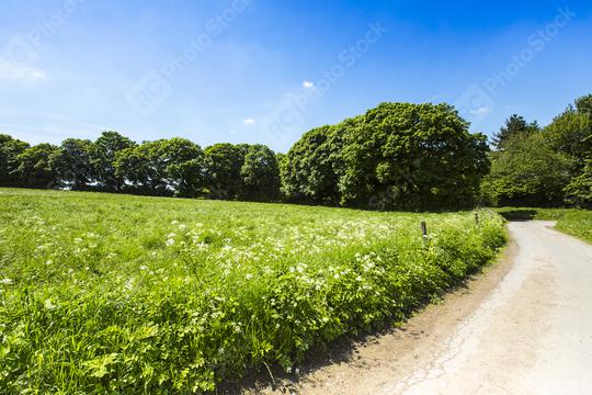 trail in a summer landscape with forest  : Stock Photo or Stock Video Download rcfotostock photos, images and assets rcfotostock | RC Photo Stock.: